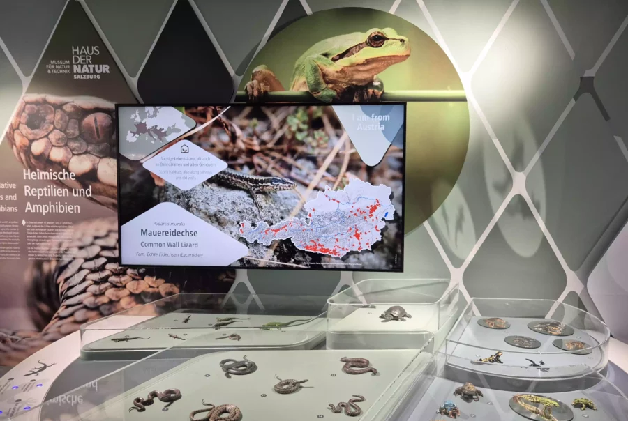 Ausstellung im Haus der Natur Salzburg mit Exponaten heimischer Reptilien und Amphibien sowie Informationstafel zur